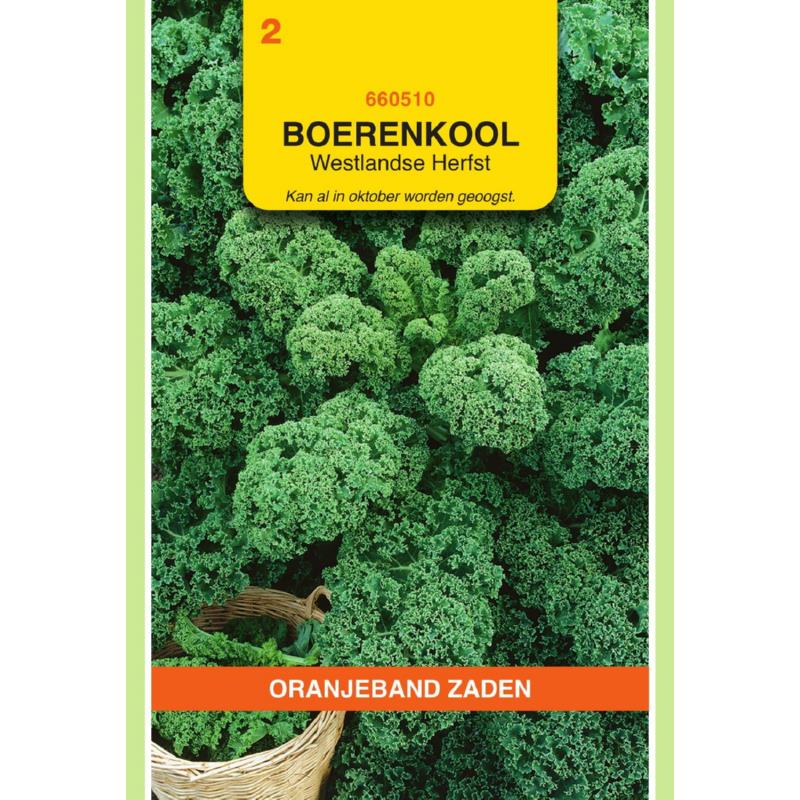 Oranjeband® Borecole or Kale Westland Autumn