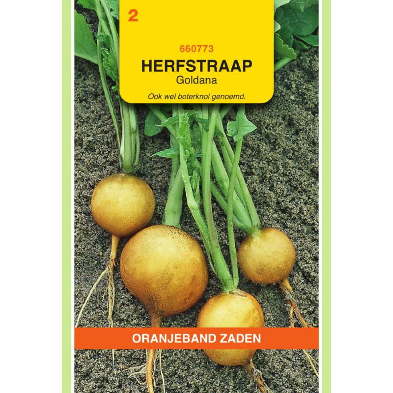 Oranjeband® Turnip Goldana (Impr. Golden Ball)