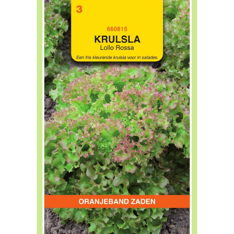 Oranjeband® Lettuce (Leaf) Lollo Rossa