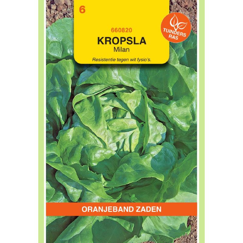 Oranjeband® Lettuce Milan