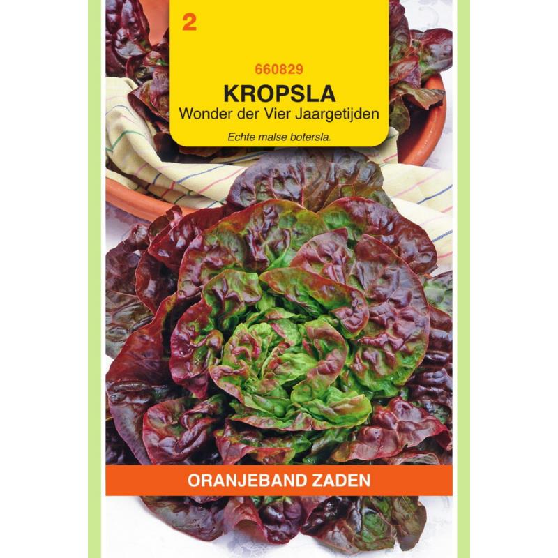 Oranjeband® Lettuce Merveille des quatre Saisons