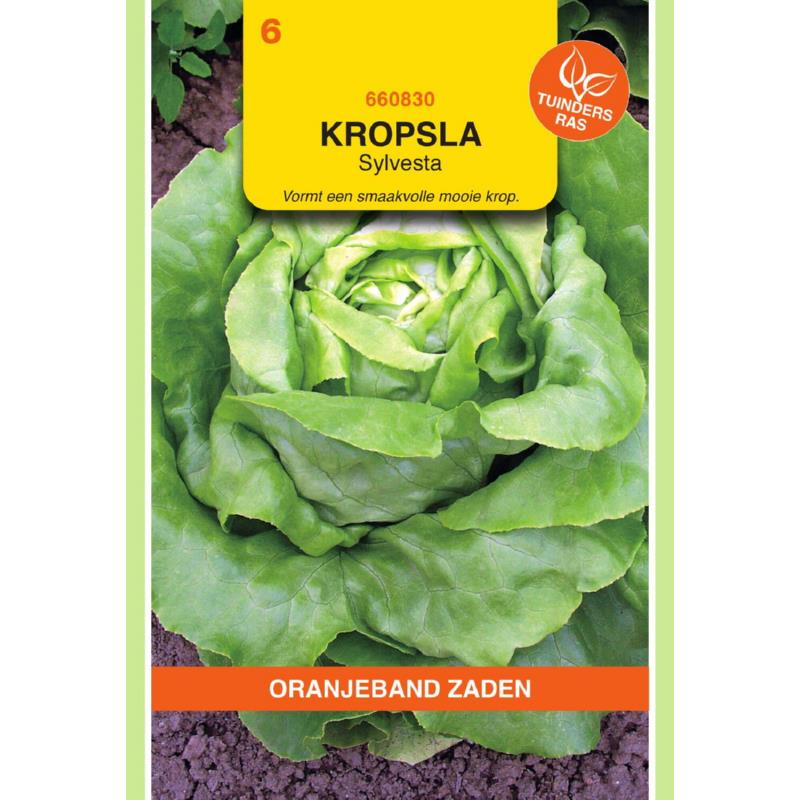Oranjeband® Lettuce Sylvesta