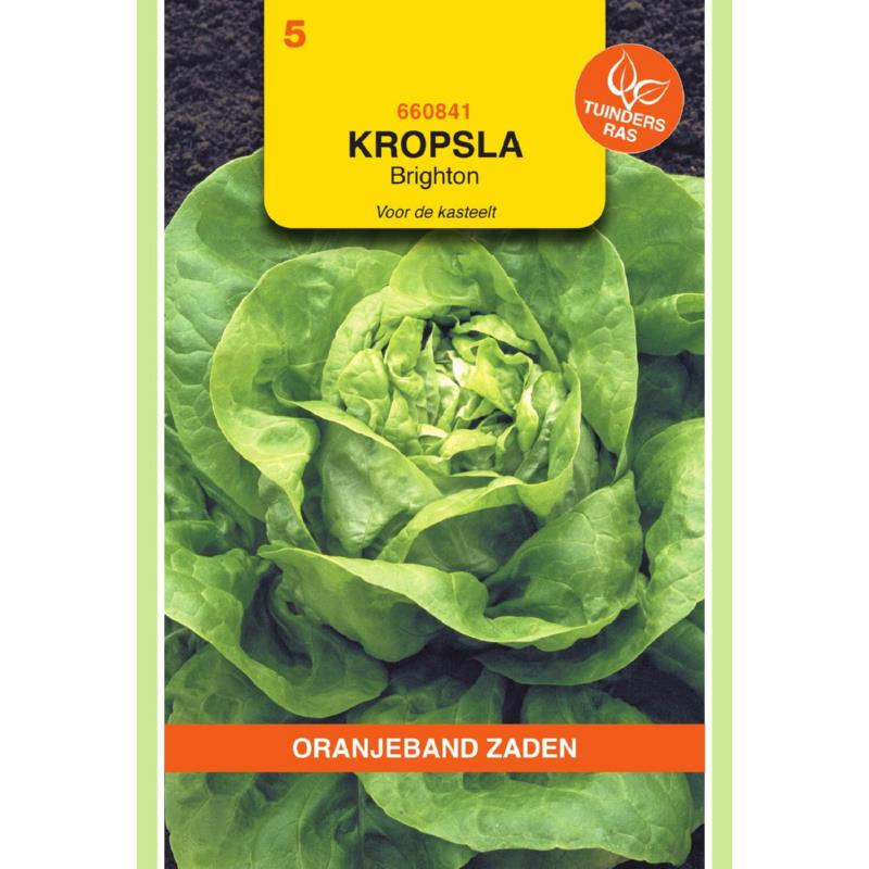 Oranjeband® Lettuce Brighton