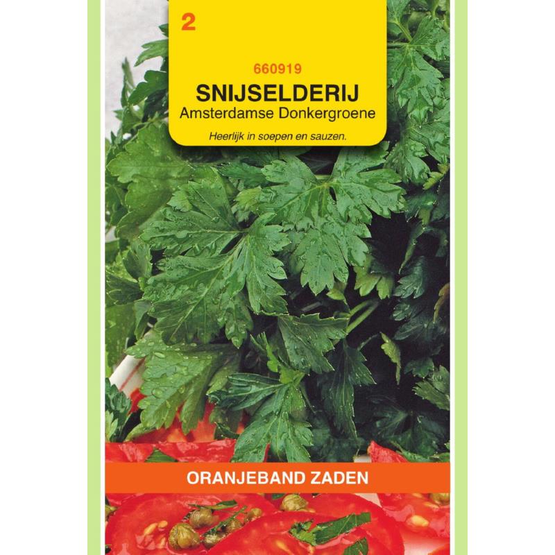 Oranjeband® Celery Amsterdam, For Cutting