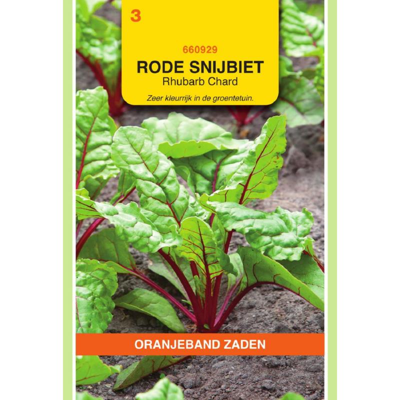 Oranjeband® Spinach Beet/Swiss Chard Rhubarb Chard - Red