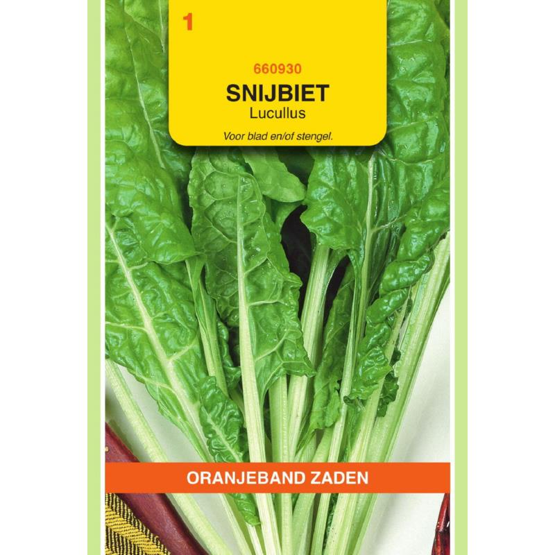 Oranjeband® Spinach Beet/Swiss Chard Lucullus