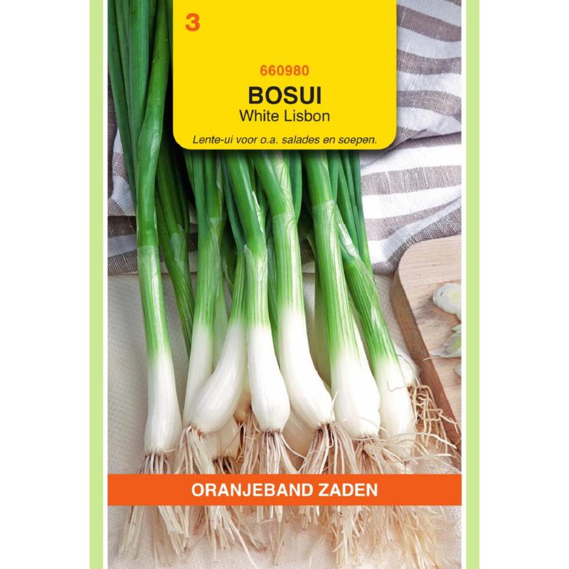 Oranjeband® Onion -Bunching Var.-White Lisbon