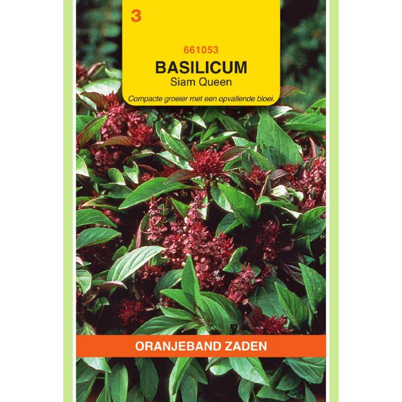 Oranjeband® Basil Siam Queen