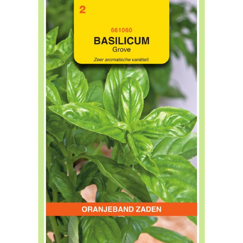 Oranjeband® Large Sweet Basil (Ocimum basilicum)