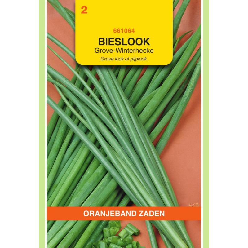 Oranjeband® Allium Fistulosum - Onion W.Welsh