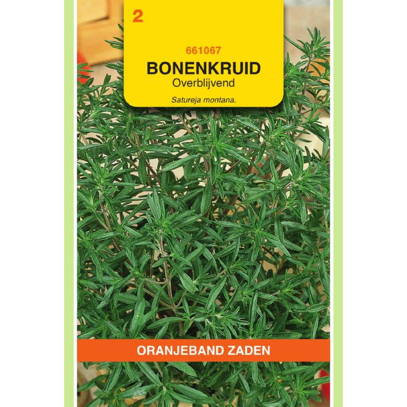 Oranjeband® Satureja montana (Savory Winter)