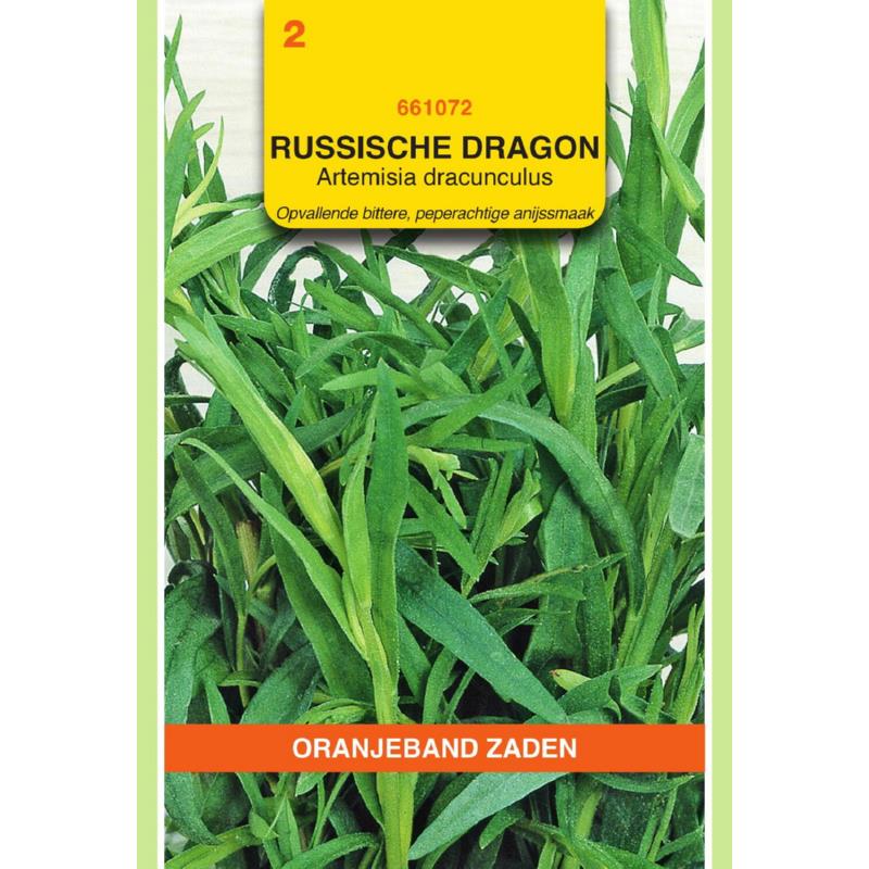 OBZ Dragon Russische