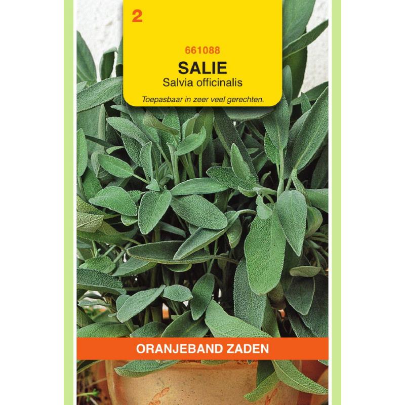 Oranjeband® Salvia Officinalis / Broad-Leaved Sage