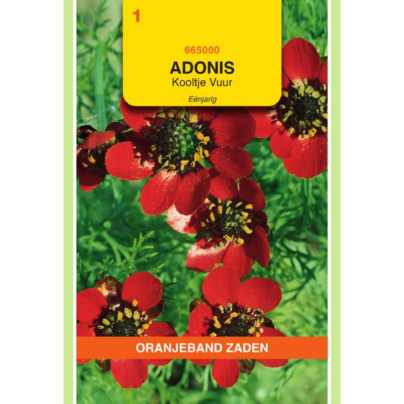 Oranjeband® Adonis Aestivalis Red Flowering