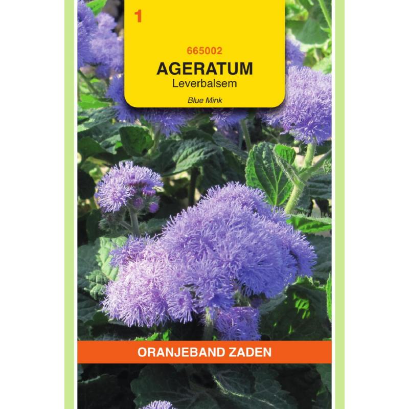 OBZ Ageratum, Leverbalsem Blue Mink