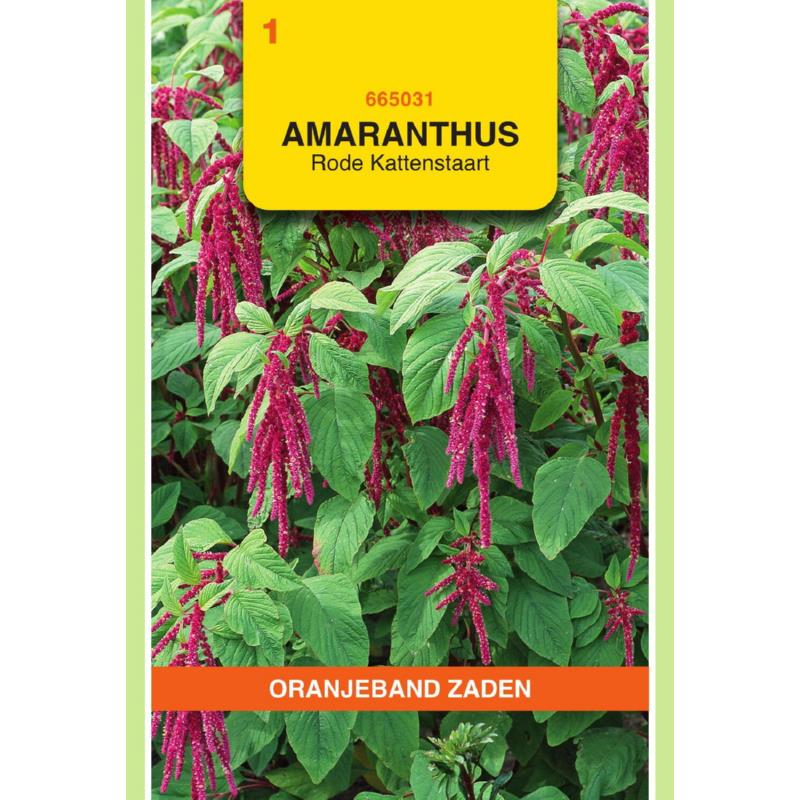 Oranjeband® Amaranthus caudatus / Love-Lies-Bleeding