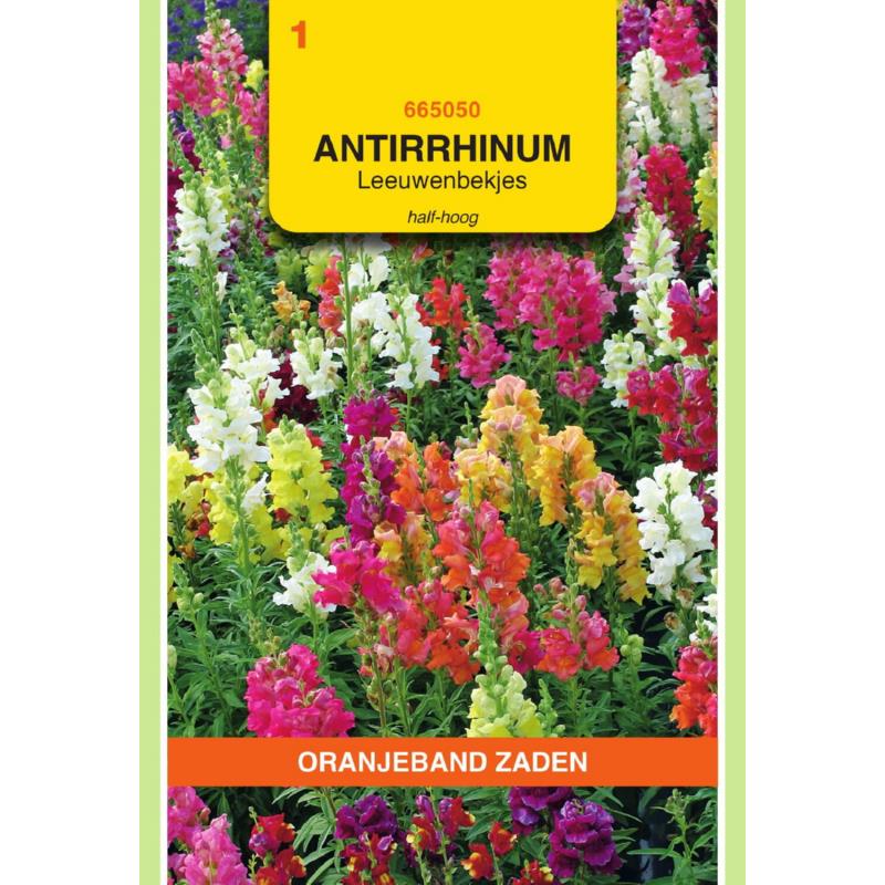 Oranjeband® Antirrhinum majus nanum semi-tall mixed