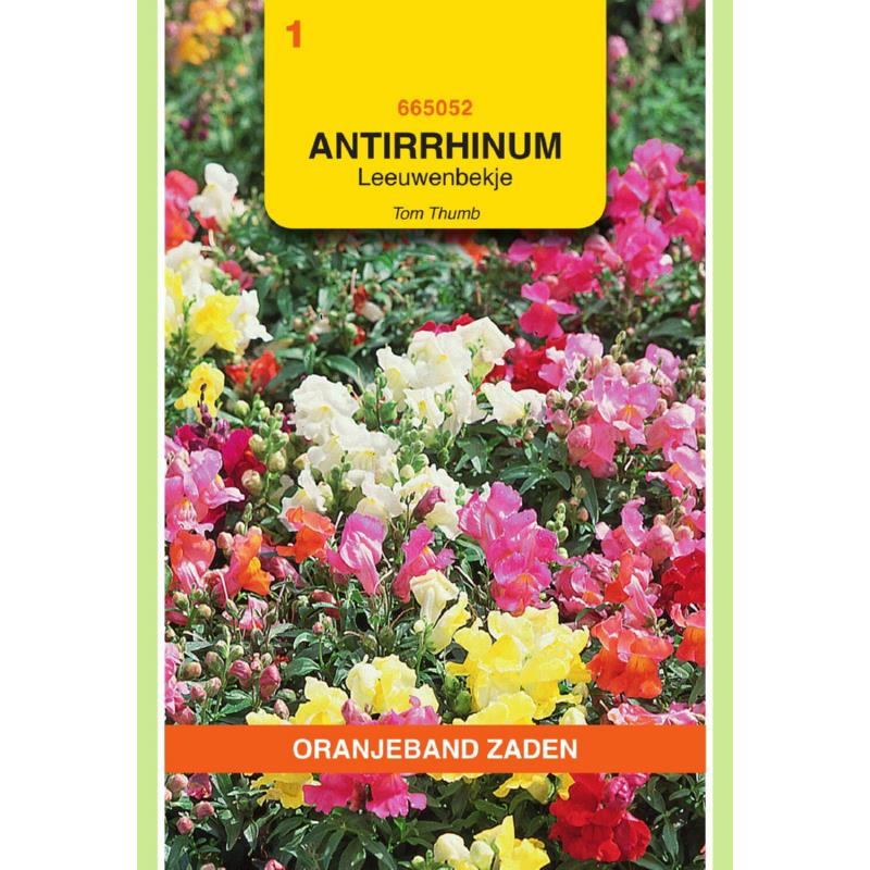 Oranjeband® Antirrhinum Maj. Pumilum Tom Thumb Mixed