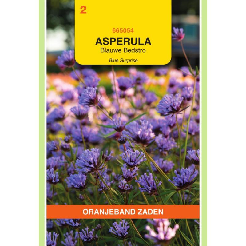 Oranjeband® Asperula, Blue Woodruff Blue Surprise