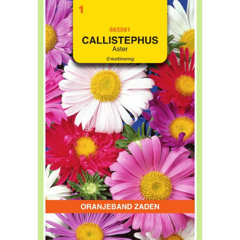 OBZ Callistephus, Aster enkelbloemig gemengd