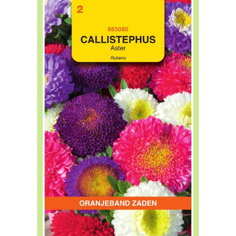 OBZ Callistephus, Aster Rubens gemengd