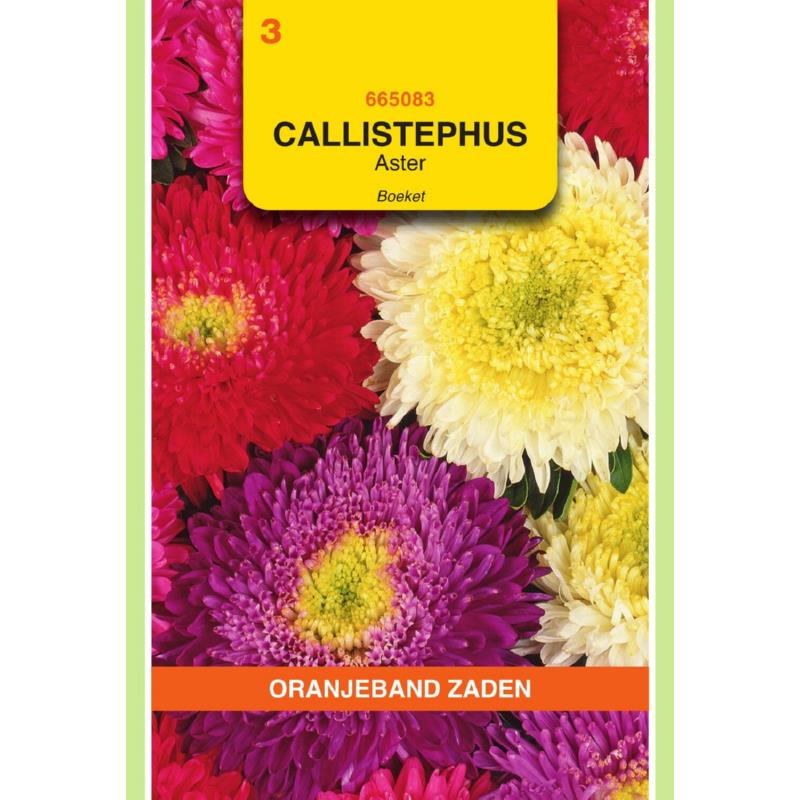 OBZ Callistephus, Aster Boeket gemengd
