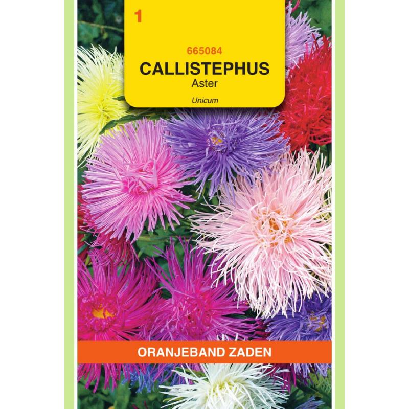 OBZ Callistephus, Aster Unicum gemengd