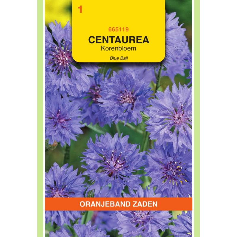 OBZ Centaurea, Korenbloem Blue Ball