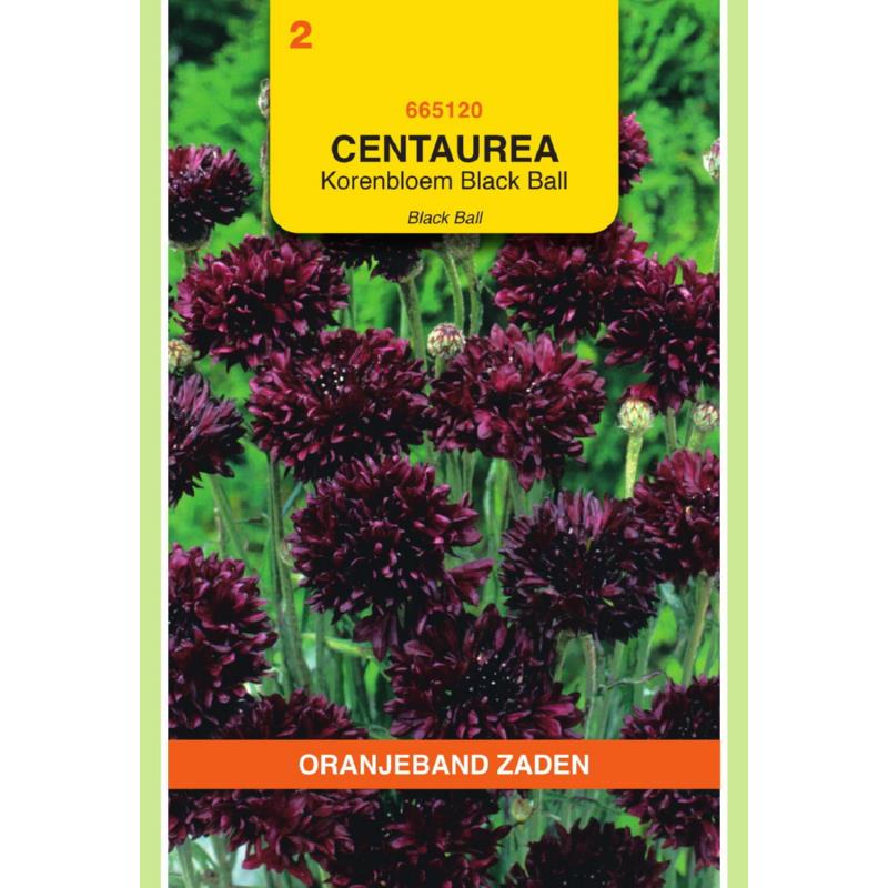 Oranjeband® Centaurea cyanus Black Ball