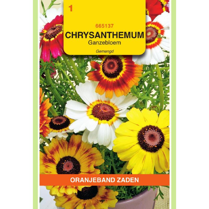 OBZ Chrysanthemum, Ganzenbloem gemengd