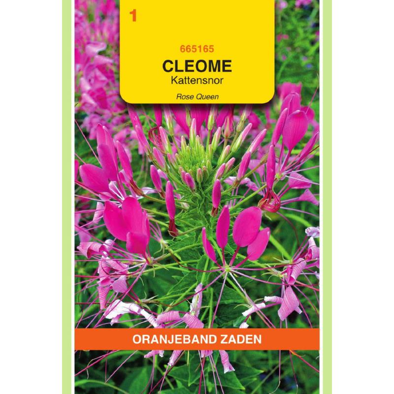 OBZ Cleome, Kattensnor roze
