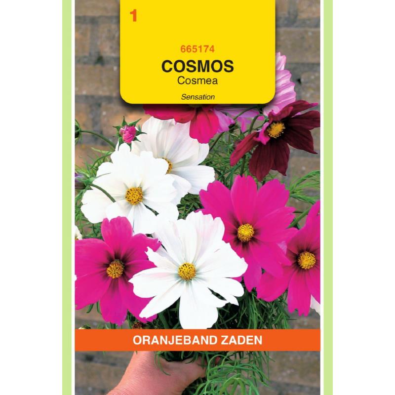 Oranjeband® Cosmos Bipinnatus Sensation Mixed