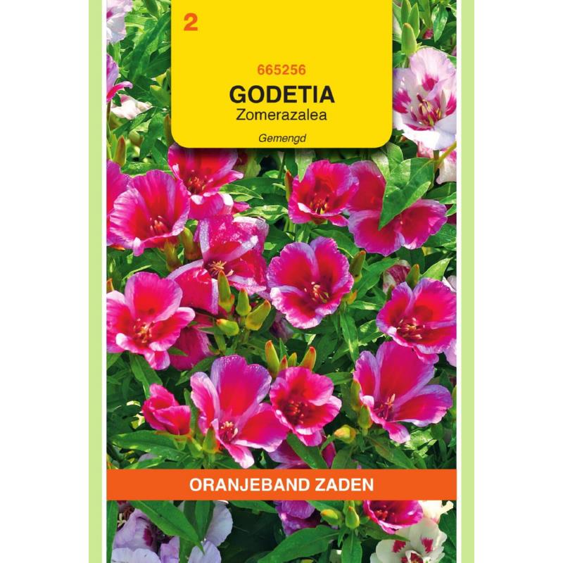 OBZ Godetia, zomerazalea gemengd
