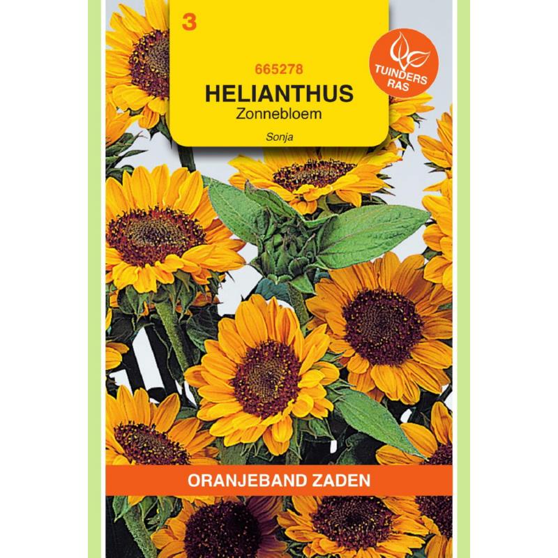 Oranjeband® Helianthus annuus Orange With Dark Center