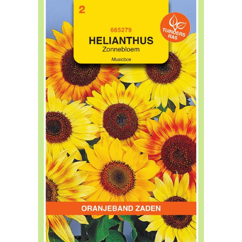 OBZ Helianthus, Zonnebloem Musicbox gemengd