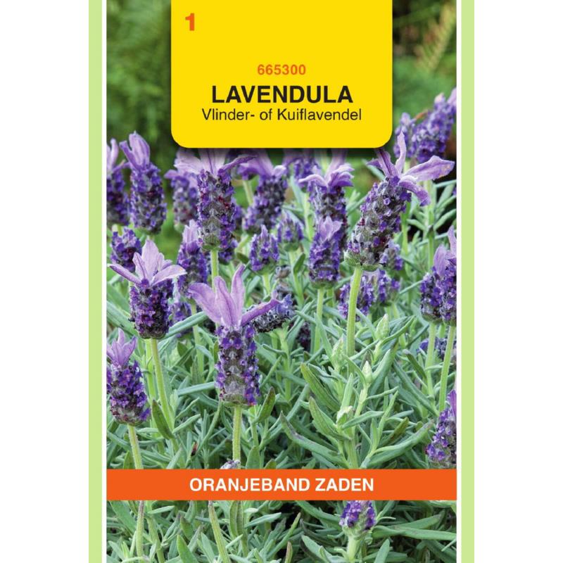 Oranjeband® Lavendula stoechas-French Lavender