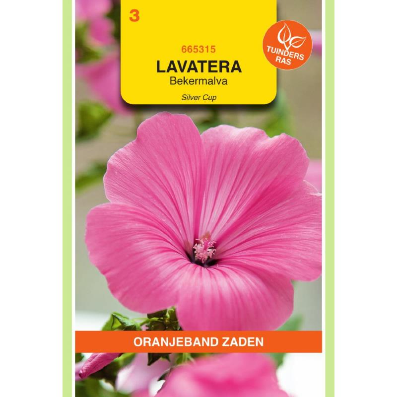 Oranjeband® Lavatera Trimestris Silver Cup