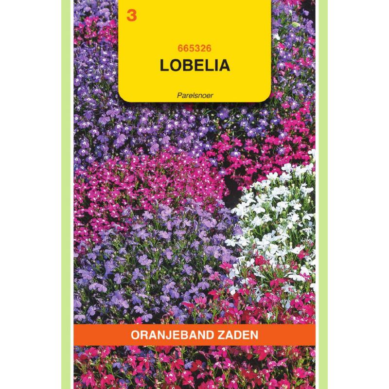 Oranjeband® Lobelia er.comp. String of Pearls