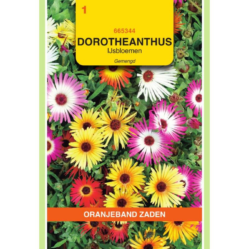 OBZ Dorotheanthus, IJsbloemen gemengd
