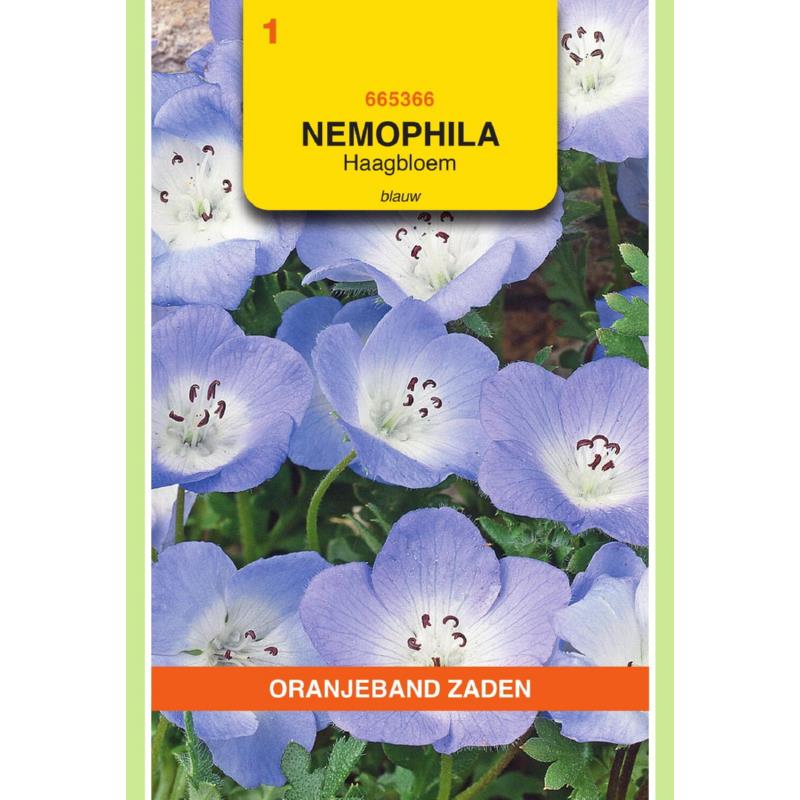 OBZ Nemophila, Haagbloem, blauw
