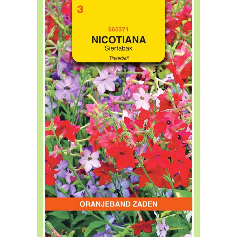 Oranjeband® Nicotiana Nana Tinkerbell Mixture