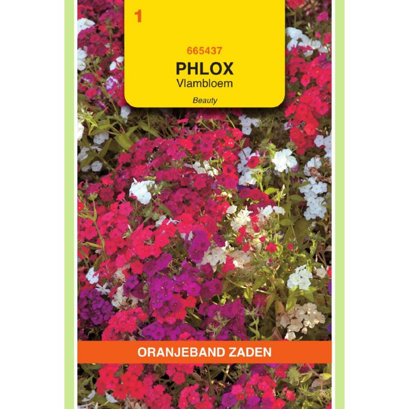 Oranjeband® Phlox Drum. Nana Compacta Beauty Mixed
