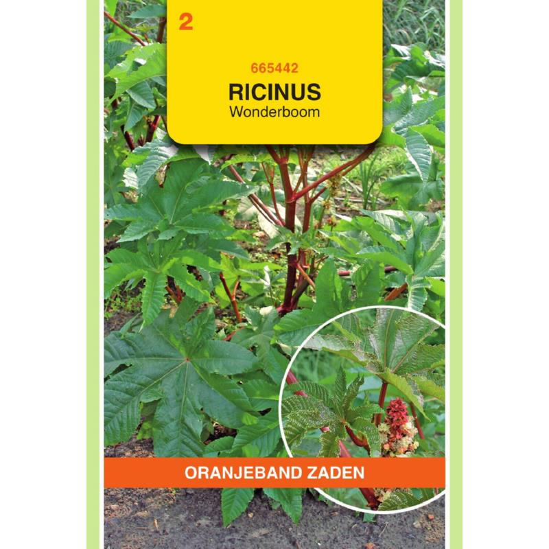 Oranjeband® Ricinus Communis Zanzibariensis