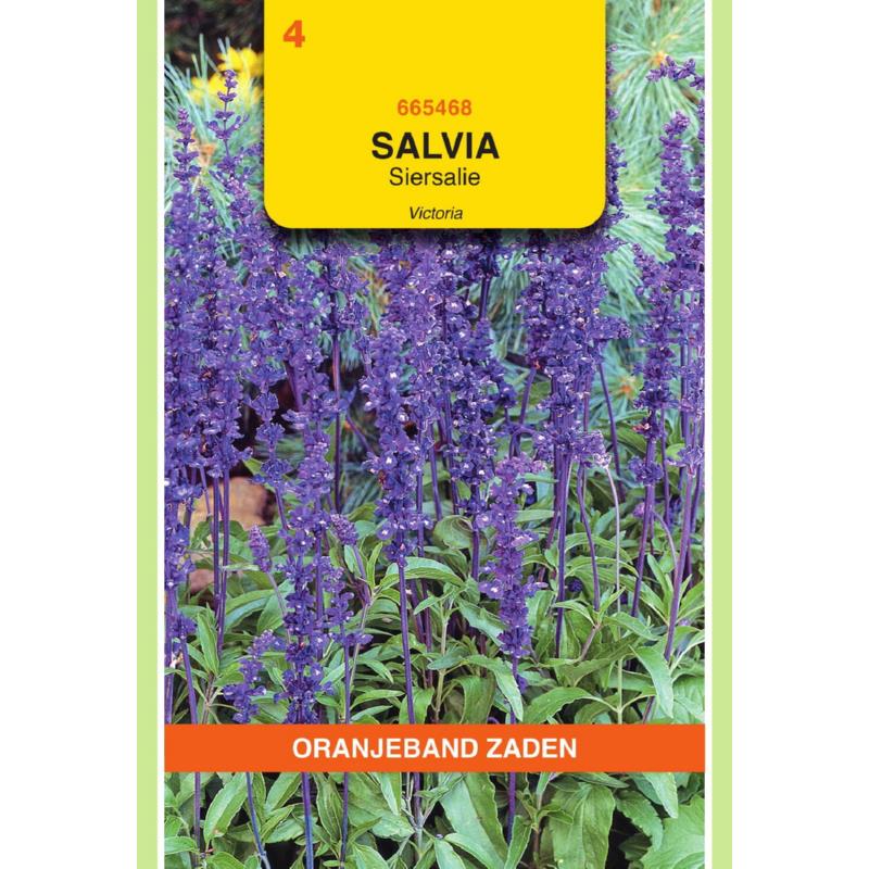 OBZ Salvia, Siersalie Victoria donkerblauw