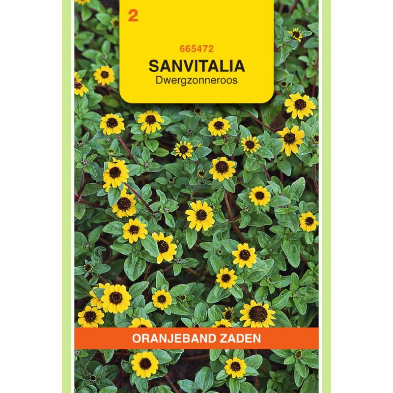 Oranjeband® Sanvitalia procumbens Yellow