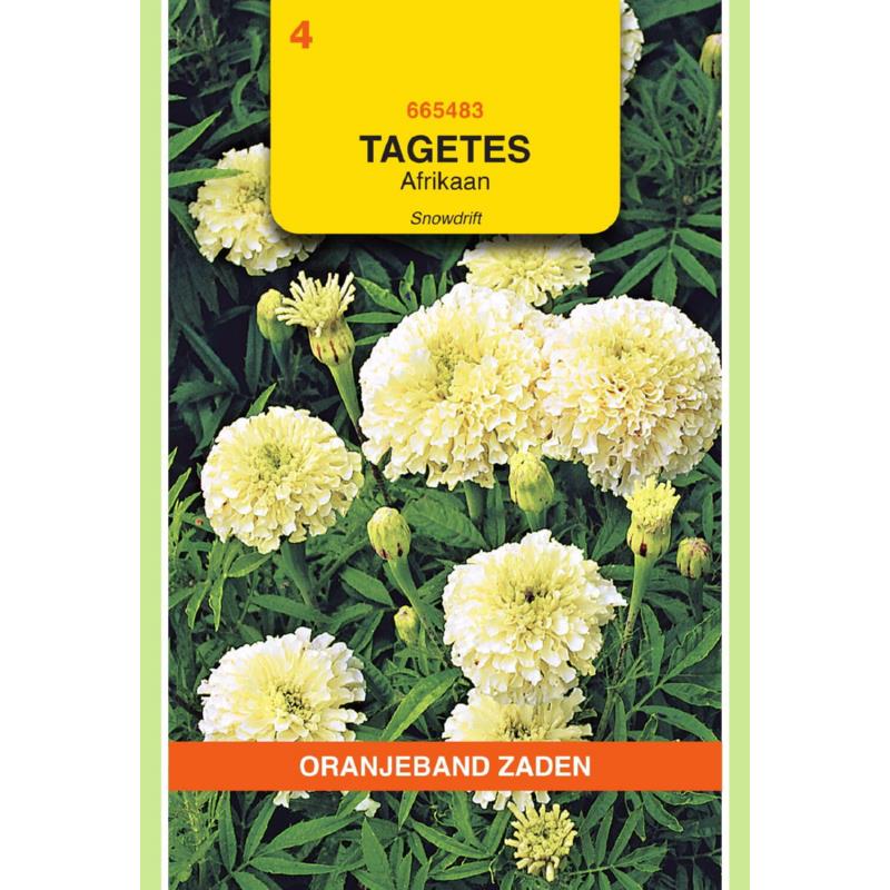 OBZ Tagetes, Afrikaan Snowdrift