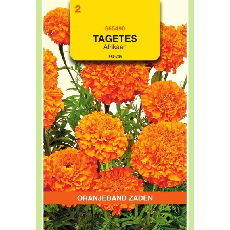OBZ Tagetes, Afrikaan Hawaii