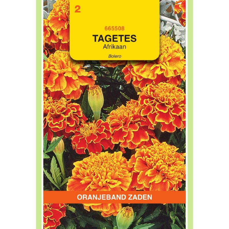 Oranjeband® Tagetes Patula nana Bolero