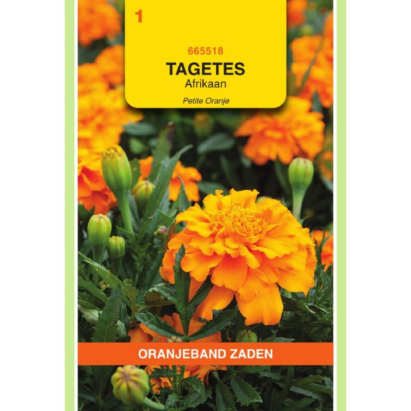 Oranjeband® Tagetes Patula Nana Petite Orange