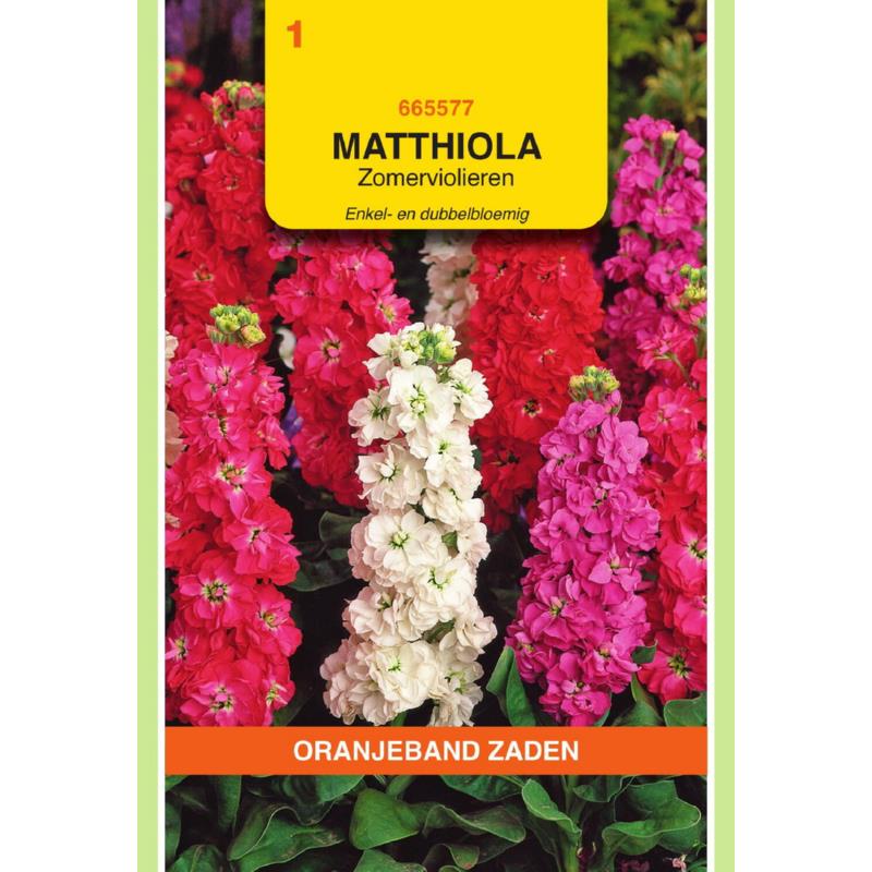 Oranjeband® Matthiola incana Ten Week double mixed